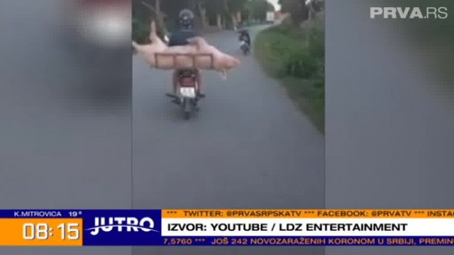 Ovako ne treba da prevozite životinje: Motociklista preneo u korpi živu svinju VIDEO