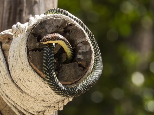 Naučnici objasnili način kretanja leteće zmije