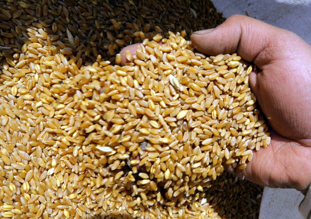 Vuèiæ: Ponosan na srpske zemljoradnike, pšenice više nego ikada