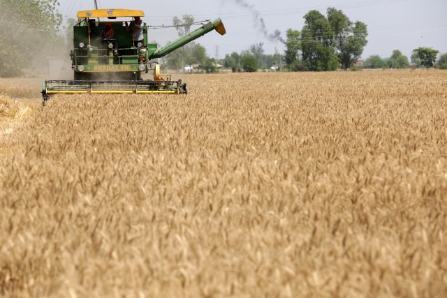 Žetva se zahuktala: Otkupljivaèi pšenice nude 19 dinara