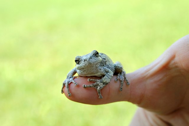 U supermarketu pronađena egzotična žaba veličine ljudskog palca