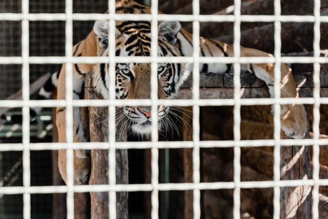 Pozvali policiju u zoološki vrt "Kralja tigrova": Sumnjali da su pronašli ljudske ostatke