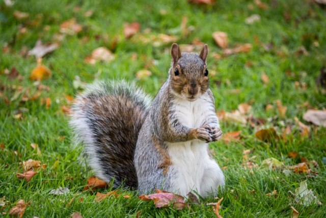 Može li zaražena veverica kod Denvera uèiniti da 2020. bude još gora?