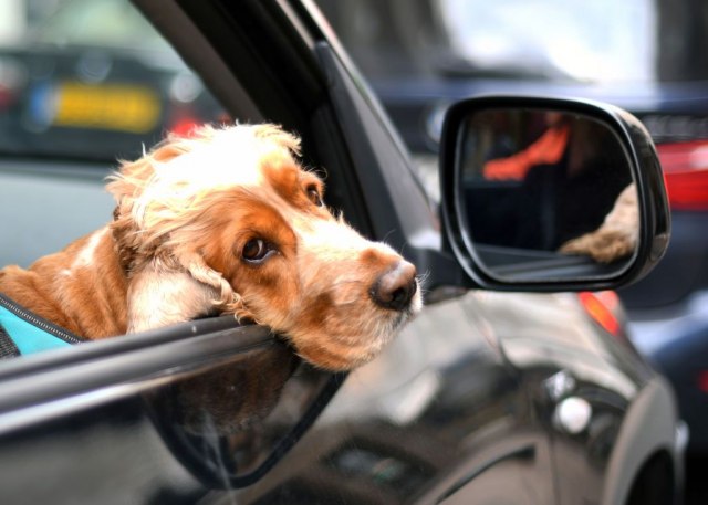 Da li vaš pas cvili u automobilu?