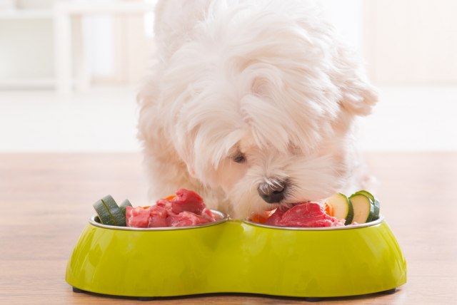Kako nagovoriti psa da jede povrće?