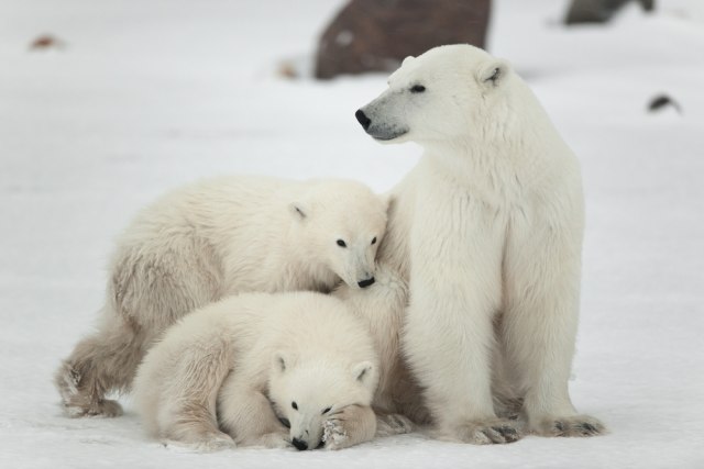 Polarni medvedi æe nestati do 2100. godine