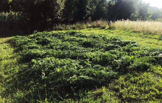 Dvorište puno marihuane: Biljke teške oko 140 kilograma nađene kod Požege