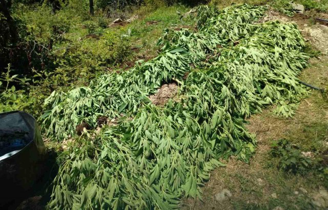 U Zlatiborskom okrugu buja marihuana: Pronađeno preko 400 biljaka, uhapšene još četiri osobe FOTO