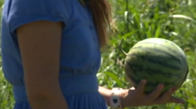 Pepito lubenice za svaèiju torbu: Odnedavno ih ima i kod nas, slaðe su i zdravije od obiènih VIDEO