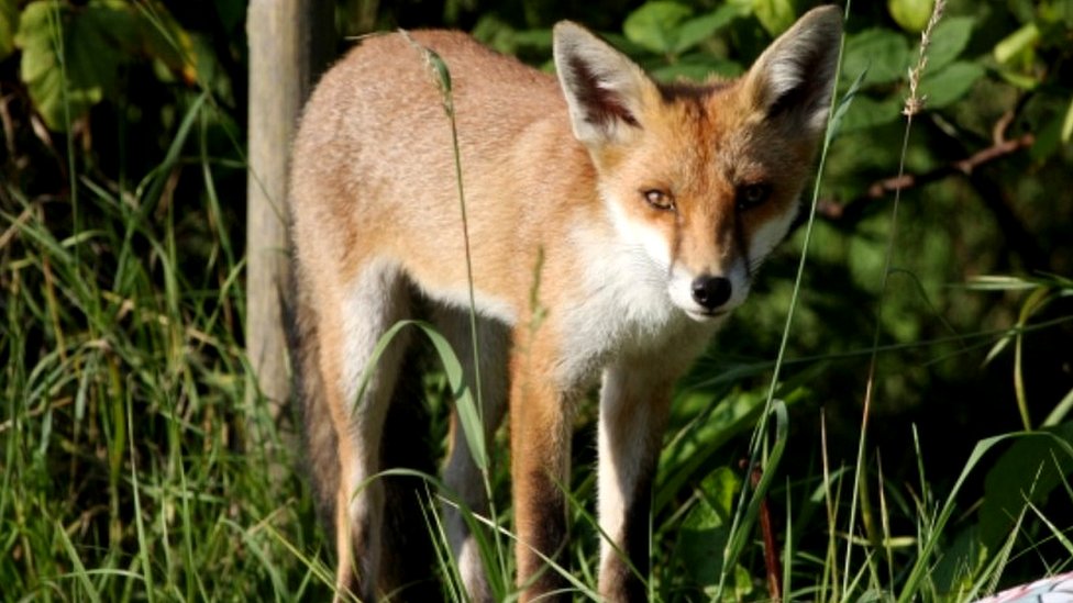Priroda: Pronađena lisica sa impresivnom kolekcijom obuće u Nemačkoj