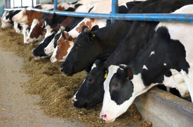 Isplati li se mlekarstvo u Srbiji? 