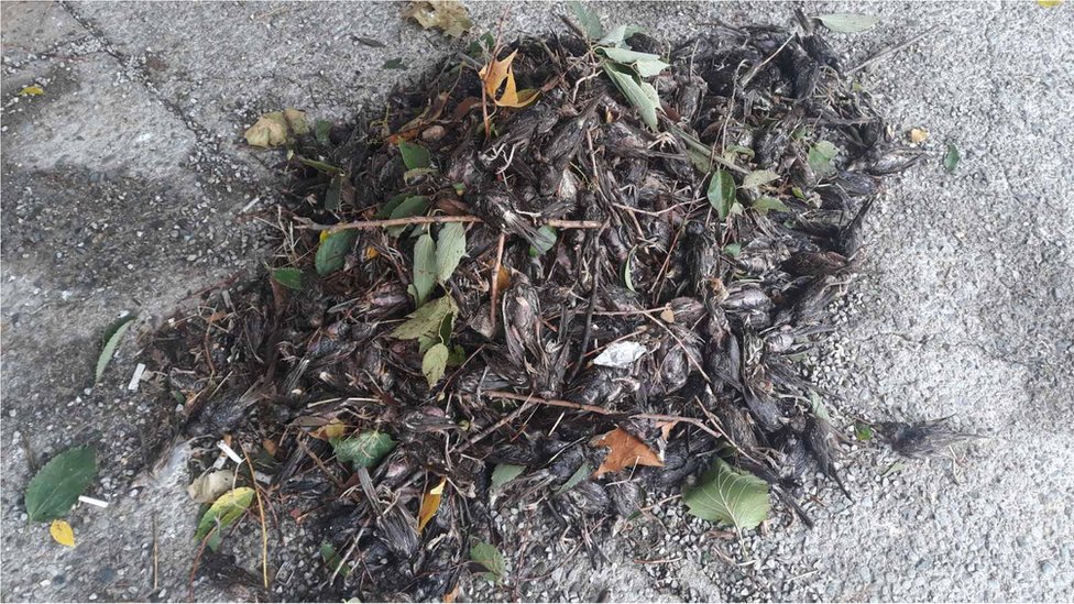 Letnje oluje u Crnoj Gori: Šta ubija podgorièke vrapce