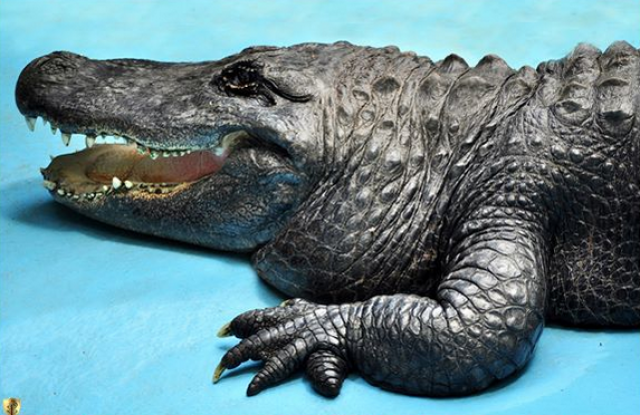 Muja, trenutno najstariji živi amerièki aligator na svetu, pre 83 godine stigao u zoo-vrt FOTO