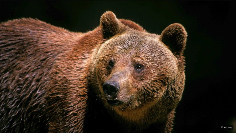 Poslednji divlji medvedi italijanskih Apenina