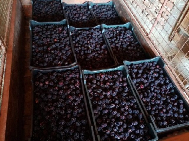 U srpskoj Toskani poèela berba kupine: Do sada otkupljeno 60 tona ovog voæa FOTO