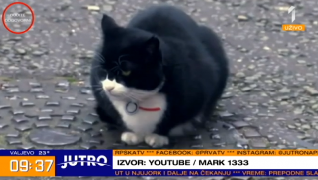 Presladak crno-beli mačak iz Dauning Strita odlazi u penziju VIDEO