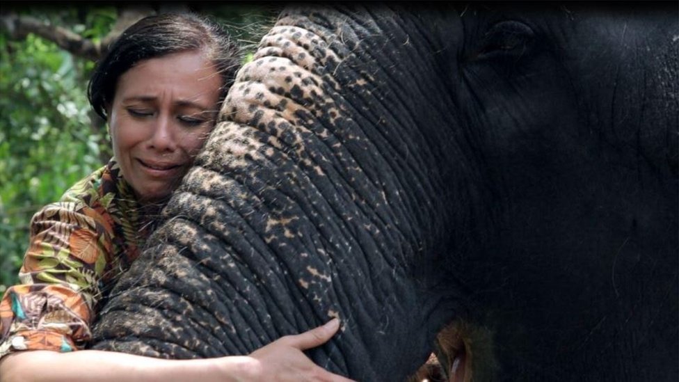 Životinje i zlostavljanje: "Muèe slonove do smrti, a onda rone krokodilske suze&#x201c;