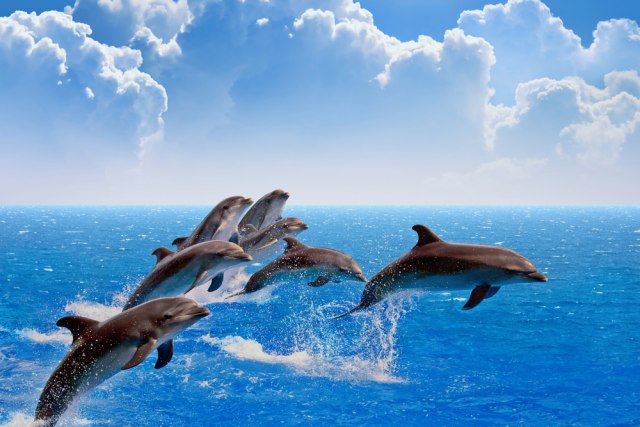 Predivan prizor: Više od 300 delfina u 