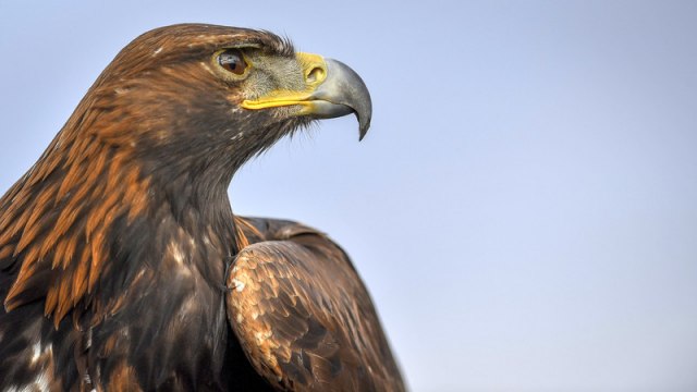 Sluèaj upucanog orla na Uvcu: Ko ubija strogo zaštiæene vrste u Srbiji?