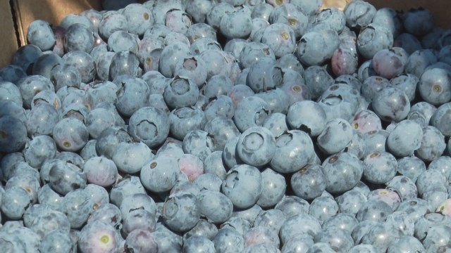 U zemlji šljiva sve više žbunova borovnice: Tržište Amerike i EU vapi za srpskim voćem
