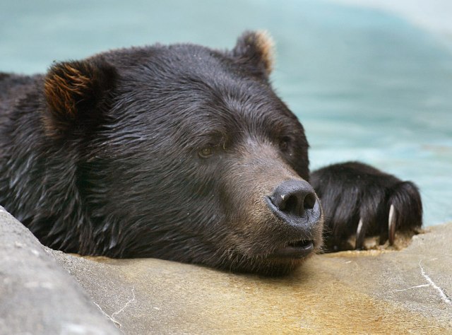 Zaspao pored bazena - probudio ga medved VIDEO