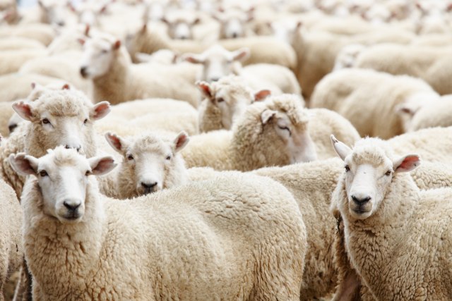 Vunu niko neæe za džabe: Odluèili da više ne budu "ovce za šišanje"