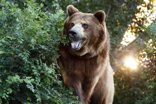 Iznenadila ih borba medveda pred kućom VIDEO