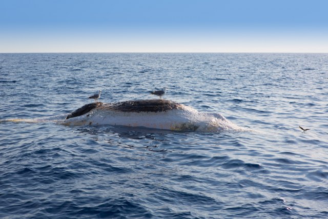 Strahovi ipak opravdani: Skoro 500 kitova se nasukalo, polovina uginula VIDEO