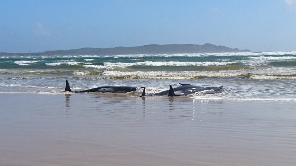 Australija: Gotovo 500 kitova nasukano u Tasmaniji, mnogi veæ mrtvi
