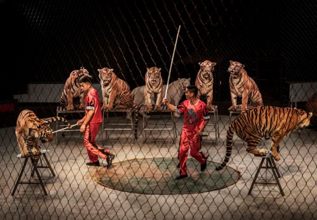 Zabranjuju upotrebu divljih životinja u cirkusima: 