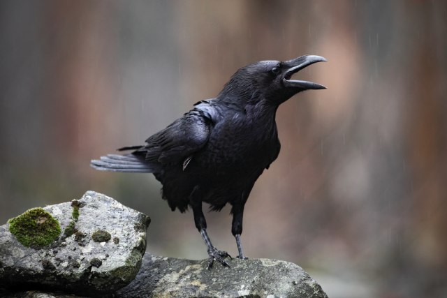 Novo otkriæe nauènika: Vrane imaju svest kao ljudi
