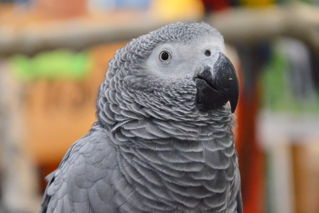 Papagaji uklonjeni iz zoo-vrta: Međusobno podsticali jedni druge da psuju