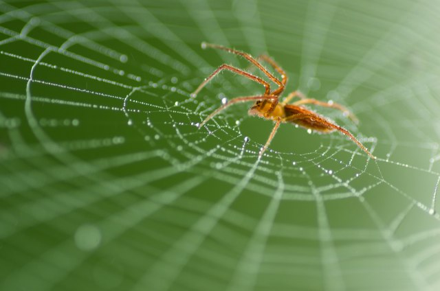 Pauk ispleo mrežu dovoljno veliku da uhvati èoveka FOTO