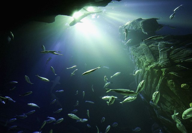 Toksično izlivanje usmrtilo 95 odsto života na morskom dnu VIDEO