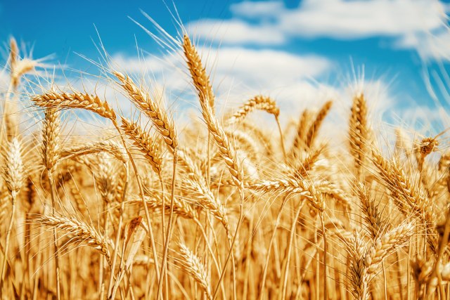 Prva zemlja u svetu koja je odobrila genetski modifikovanu pšenicu