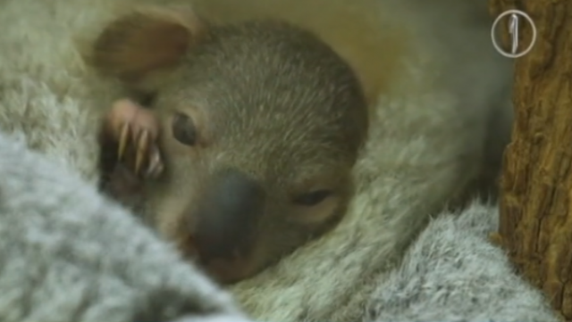 Beba koala dobila slavnog krštenog kuma VIDEO