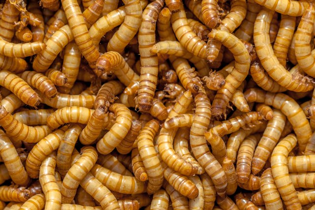 Izvor alternativnih proteina: U Francuskoj se gradi najveæa farma insekata na svetu