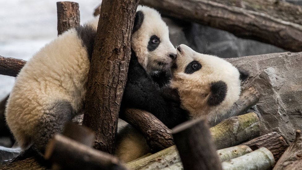 Seks, tuèe i znoj - prvi snimak parenja pandi van zoološkog vrta