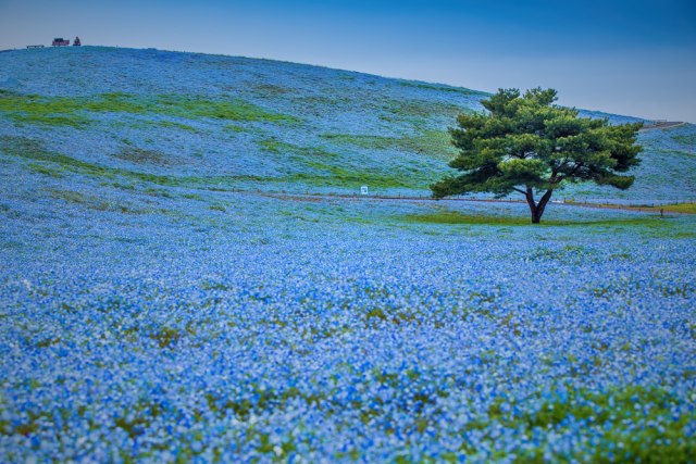 Najlepši park sveta: Èarolija èetiri miliona plavih cvetova FOTO
