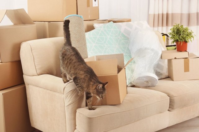 Selidba može da bude stresna za mace: Pomozite čupavim mezimcima da lakše prihvate novi dom