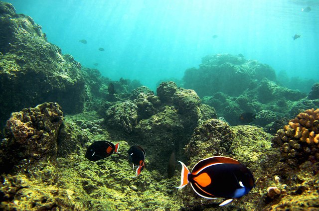 Prvi put posle 120 godina: Naðen ogromni koralni greben