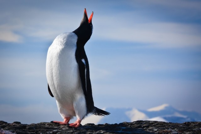 Najstariji pingvin na svetu ušao u Ginisovu knjigu rekorda: Olde napunila 41 godinu VIDEO