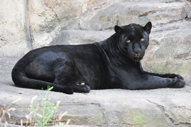 Crni leopard napao čoveka: Naneo mu ozbiljne povrede