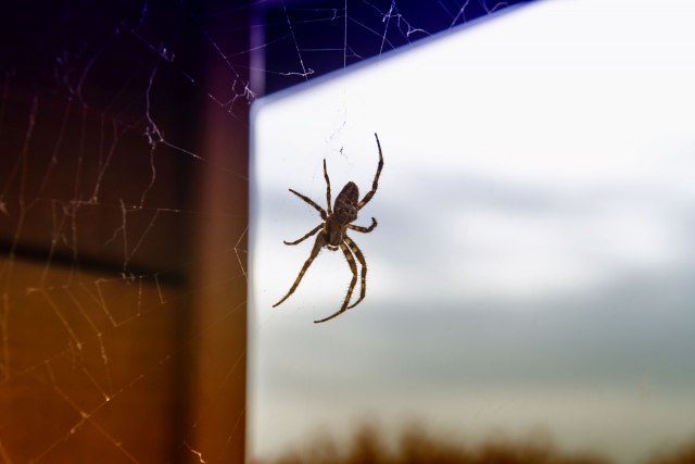Lakim trikovima sprečite paukove da vam uđu u kuću ove jeseni