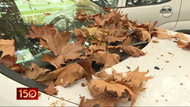 Koliko opalo lišće može oštetiti vozilo i kako rešiti taj problem? VIDEO