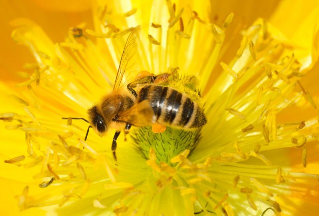 Opština Šid dobija šumicu za pčele umesto divlje deponije u Erdeviku