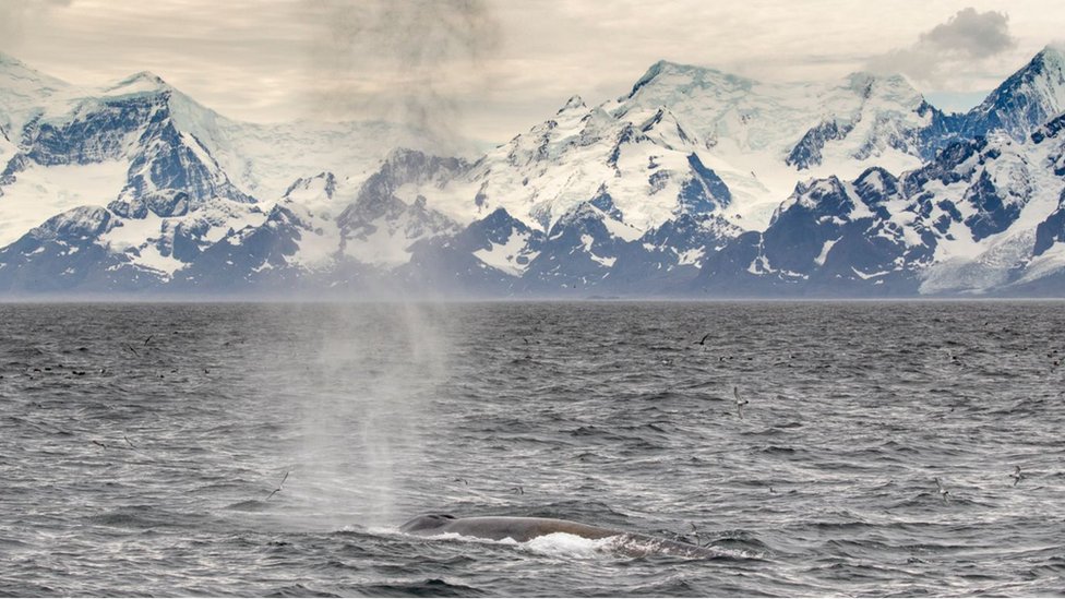 Životinje i lov: Plavi kitovi se vraæaju u vode u kojima su ih skoro istrebili