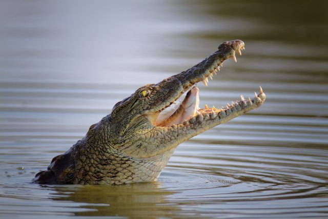 Krokodil kod Visa: Fotografija kruži internetom FOTO