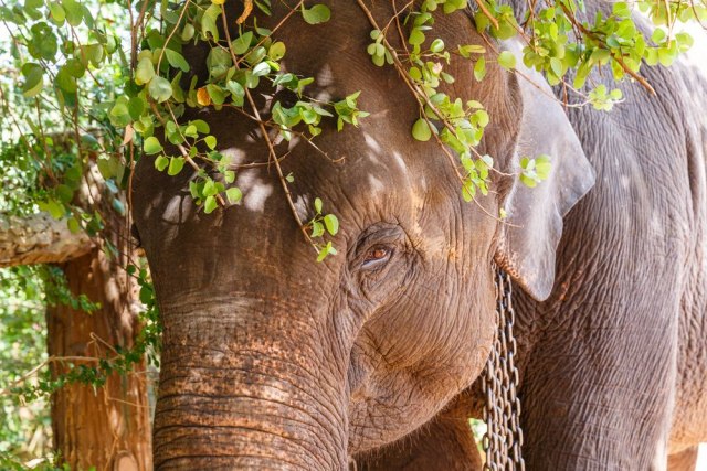 Najusamljenijeg slona na svetu èeka bolji život