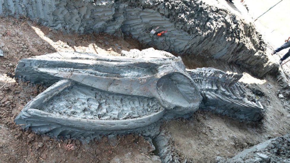 Arheologija i Tajland: Skelet retke i drevne vrste kita otkriven blizu obale